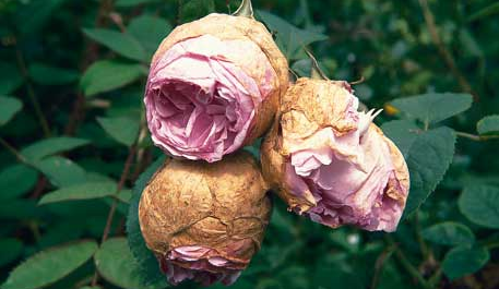 How to deal with rose diseases