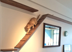 Interior Designing for cats owners